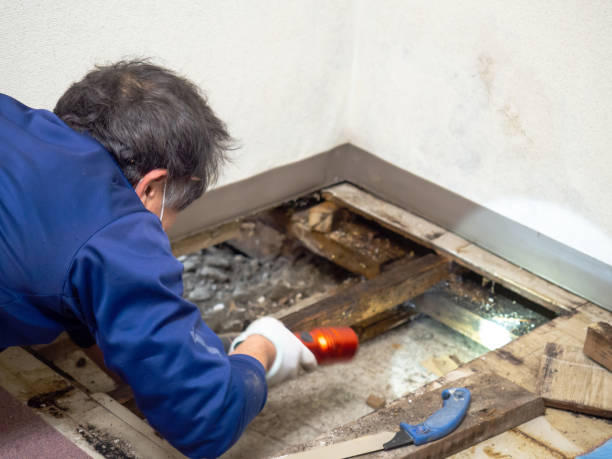 Mold Removal Process in Old Fig Garden, CA