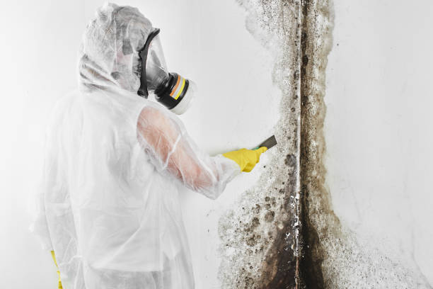 Best Professional Mold Removal  in Old Fig Garden, CA