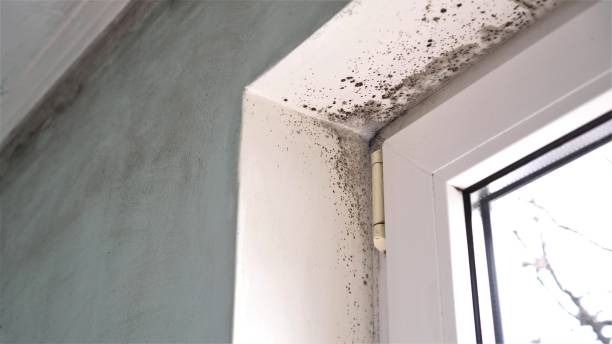 Best Commercial Mold Removal  in Old Fig Garden, CA