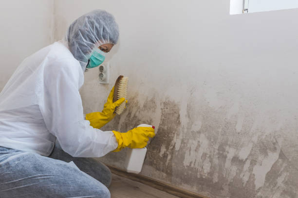 Best Water Damage Restoration  in Old Fig Garden, CA