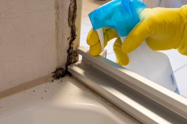 Best Mold Cleaning Services  in Old Fig Garden, CA