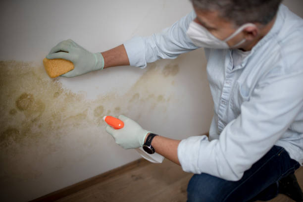 Best Toxic Mold Removal  in Old Fig Garden, CA