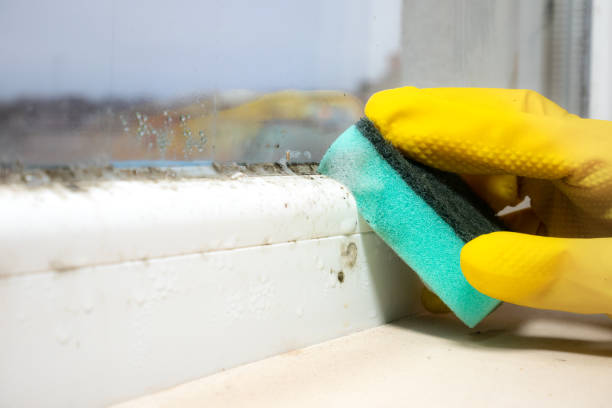 Best Local Mold Removal Service  in Old Fig Garden, CA
