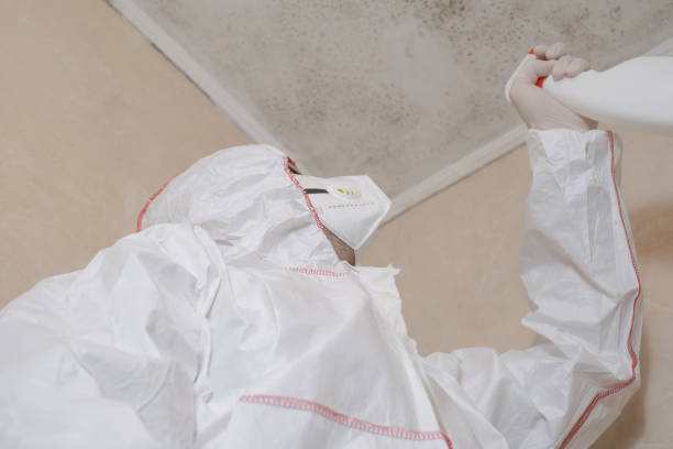 Mold Removal Process in Old Fig Garden, CA