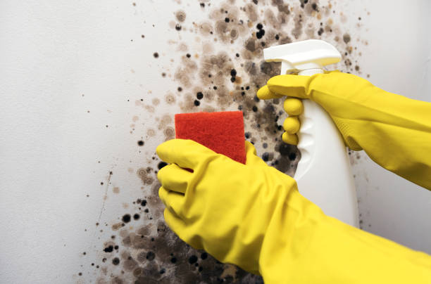  Old Fig Garden, CA Mold Removal Pros