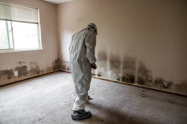 Best Mold Removal Company Near Me  in Old Fig Garden, CA