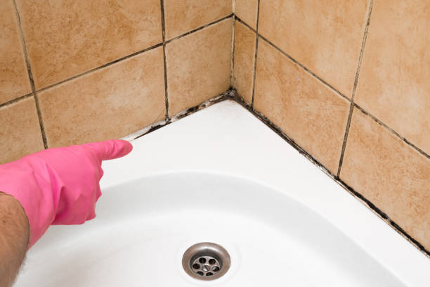 Best Mold Removal Near Me  in Old Fig Garden, CA